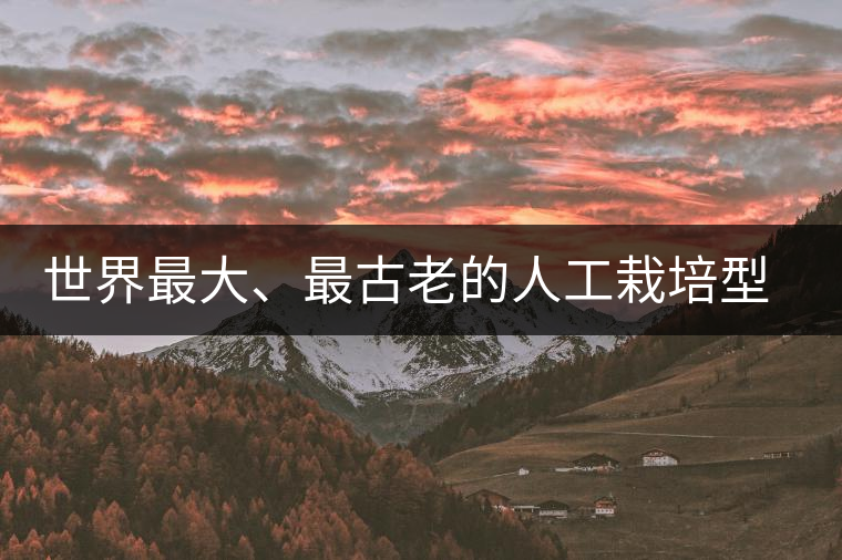 世界最大、最古老的人工栽培型的古茶樹——香竹箐茶祖