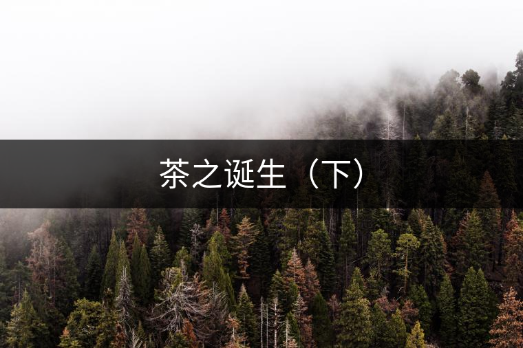 茶之誕生（下）