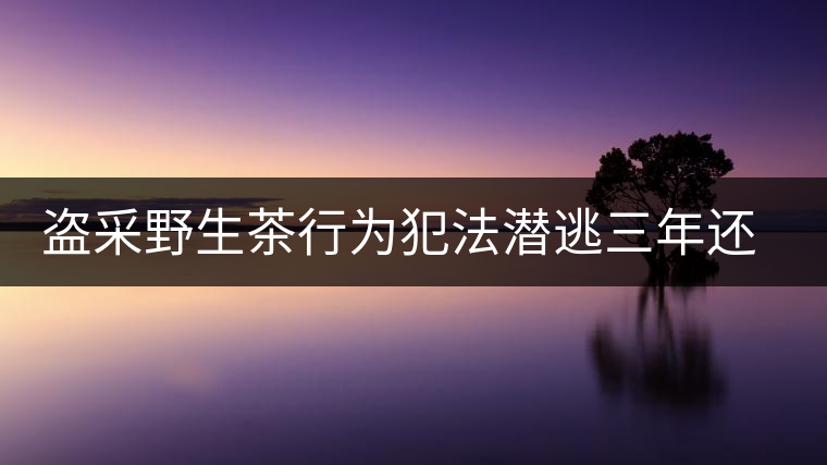 盜采野生茶行為犯法潛逃三年還是被抓 盜采野生茶行為犯法潛逃三年還是被抓