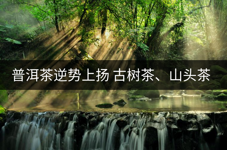 普洱茶逆勢上揚(yáng) 古樹茶、山頭茶遭“熱捧”