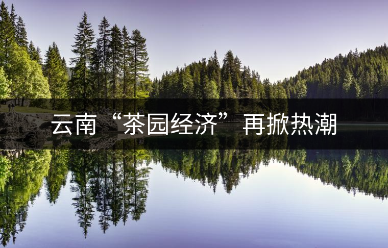 云南“茶園經(jīng)濟(jì)”再掀熱潮 云南“茶園經(jīng)濟(jì)”再掀熱潮