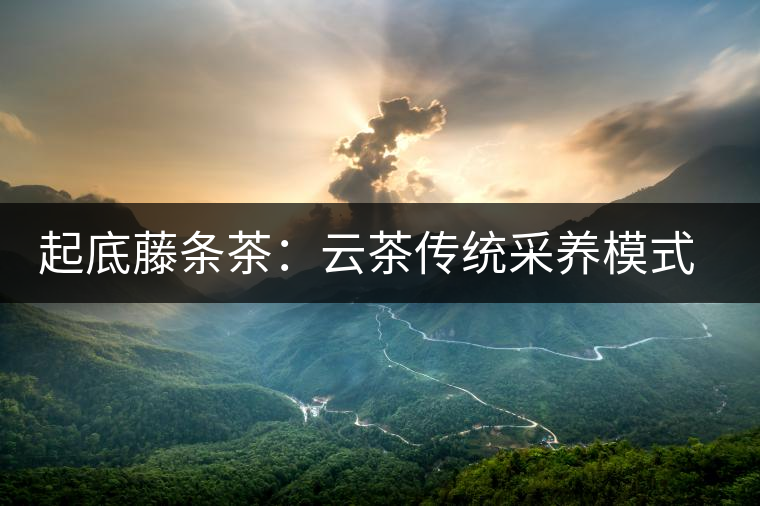 起底藤條茶:云茶傳統(tǒng)采養(yǎng)模式的復興 起底藤條茶:云茶傳統(tǒng)采養(yǎng)模式的復興