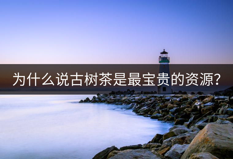 為什么說古樹茶是最寶貴的資源？