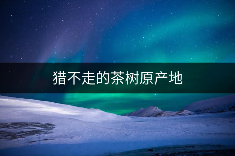 獵不走的茶樹原產地