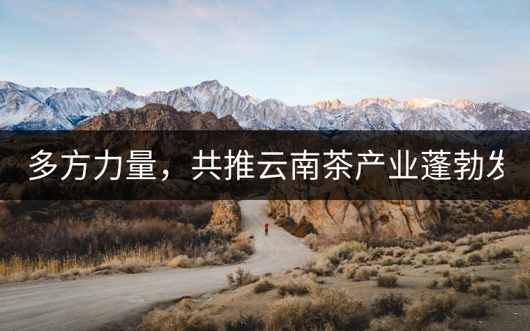 多方力量，共推云南茶產(chǎn)業(yè)蓬勃發(fā)展！