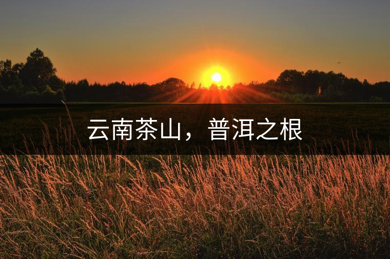 云南茶山，普洱之根