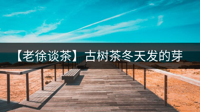 【老徐談茶】古樹茶冬天發(fā)的芽稱為冬茶？滋味如何呢？