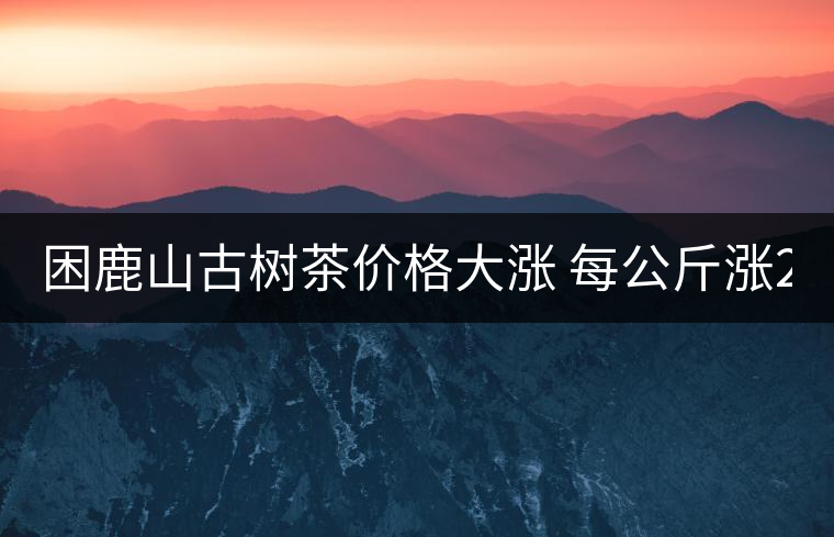 困鹿山古樹(shù)茶價(jià)格大漲 每公斤漲2000元