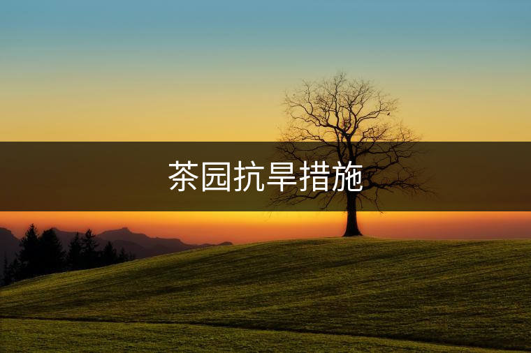 茶園抗旱措施 茶園抗旱措施