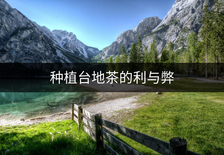 種植臺地茶的利與弊 種植臺地茶的利與弊