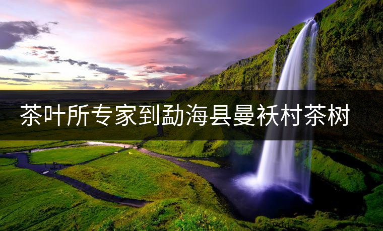 茶葉所專家到勐?？h曼襖村茶樹病蟲害診斷