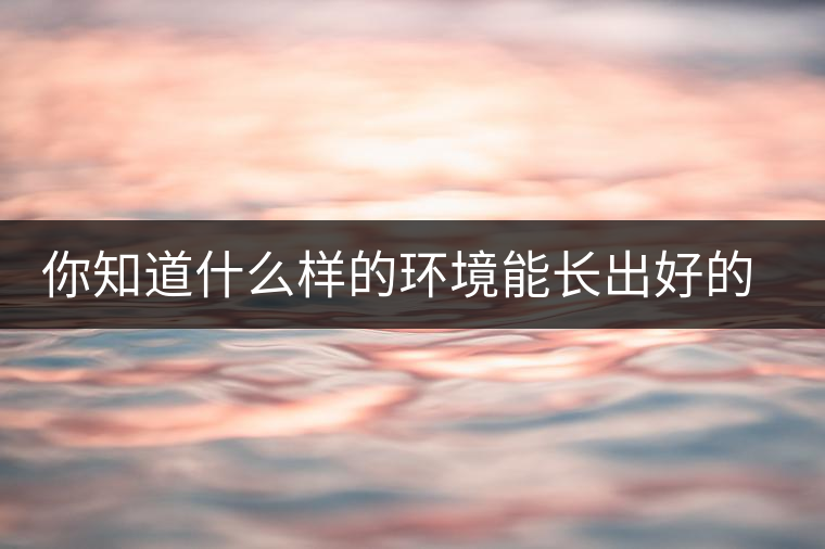 你知道什么樣的環(huán)境能長(zhǎng)出好的古樹普洱茶嗎？