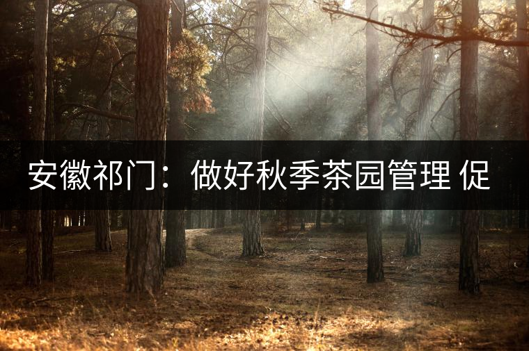 安徽祁門：做好秋季茶園管理 促升來年茶葉品質(zhì)