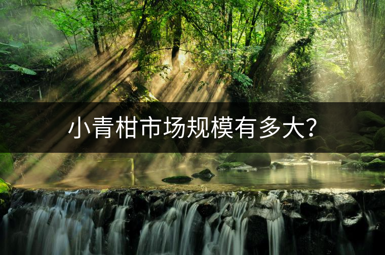 小青柑市場(chǎng)規(guī)模有多大？