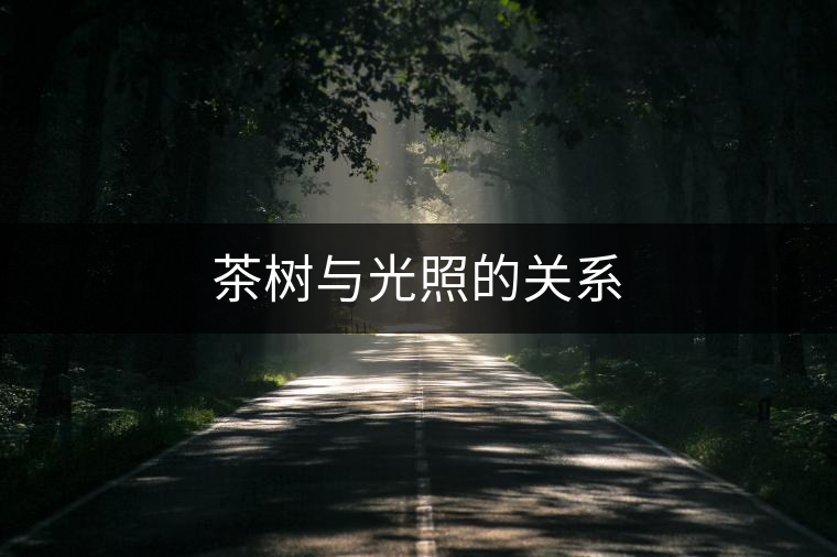 茶樹與光照的關(guān)系 茶樹與光照的關(guān)系