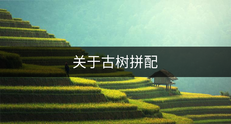 關(guān)于古樹(shù)拼配 關(guān)于古樹(shù)拼配