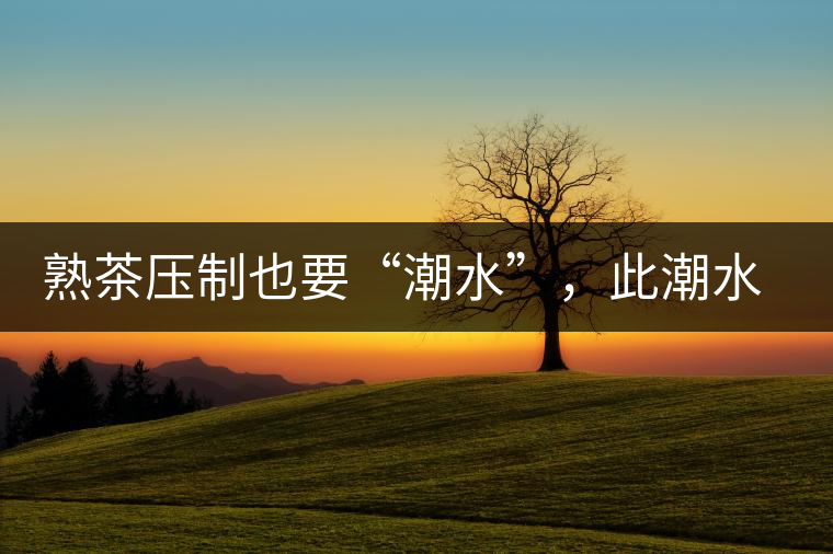 熟茶壓制也要“潮水”，此潮水的目的是什么？