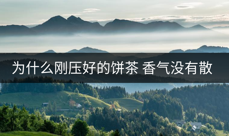 為什么剛壓好的餅茶 香氣沒有散茶好？