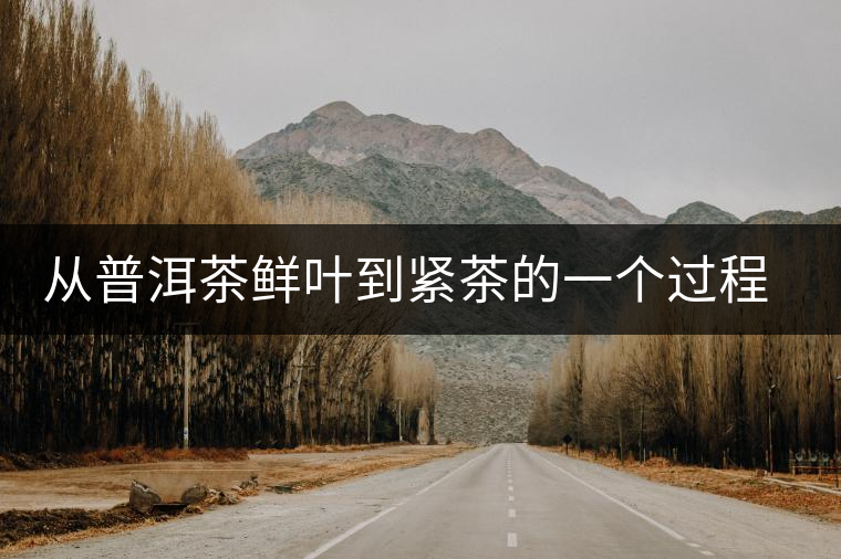 從普洱茶鮮葉到緊茶的一個過程介紹