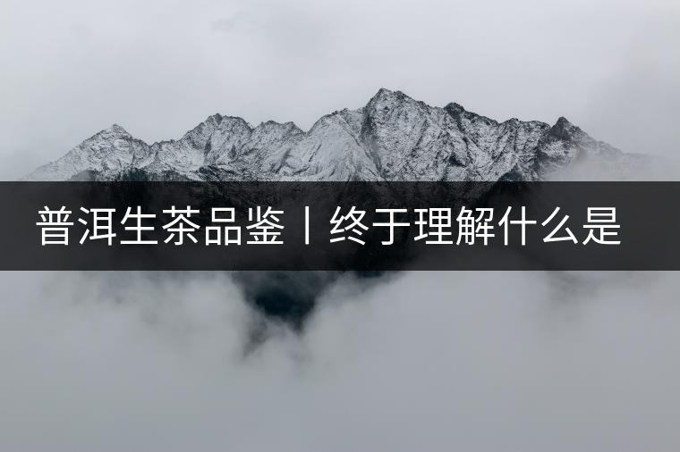 普洱生茶品鑒丨終于理解什么是“醇厚、耐泡，回甘”了