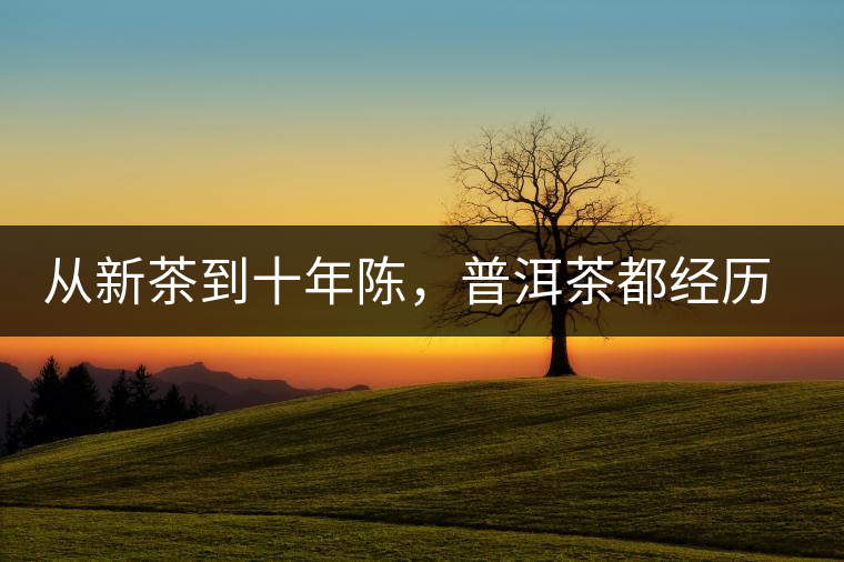 從新茶到十年陳，普洱茶都經(jīng)歷了什么？