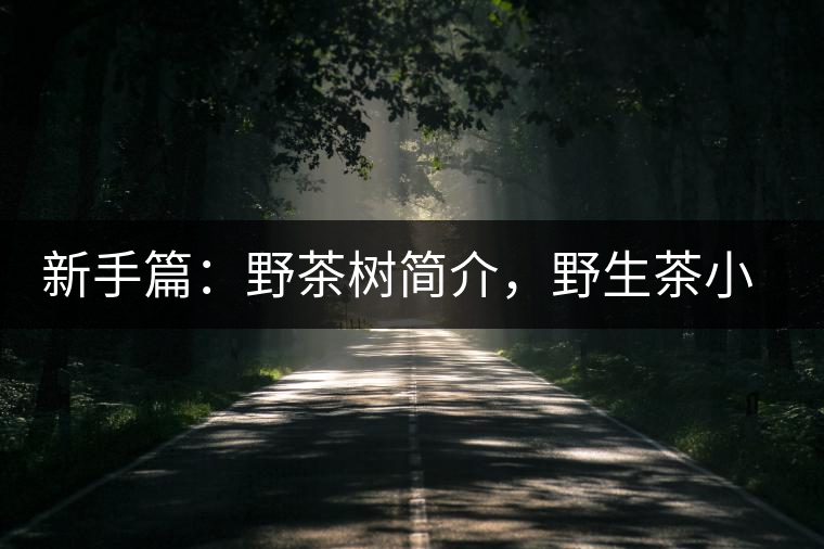 新手篇：野茶樹簡(jiǎn)介，野生茶小知識(shí)