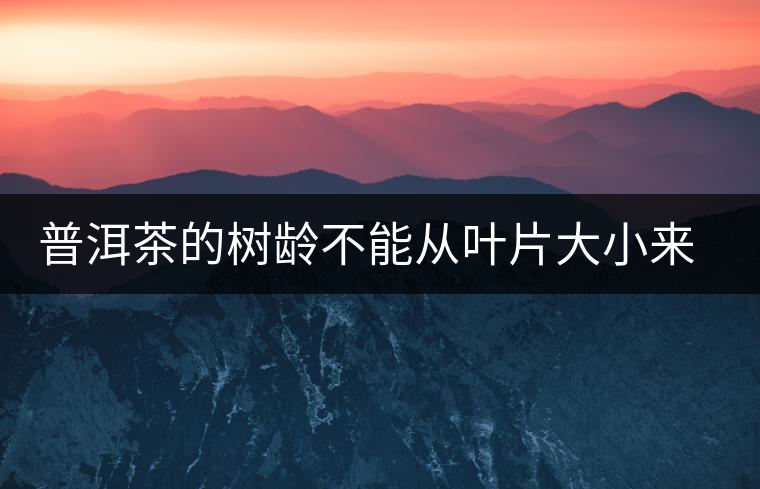 普洱茶的樹(shù)齡不能從葉片大小來(lái)判斷 普洱茶的樹(shù)齡不能從葉片大小來(lái)判斷