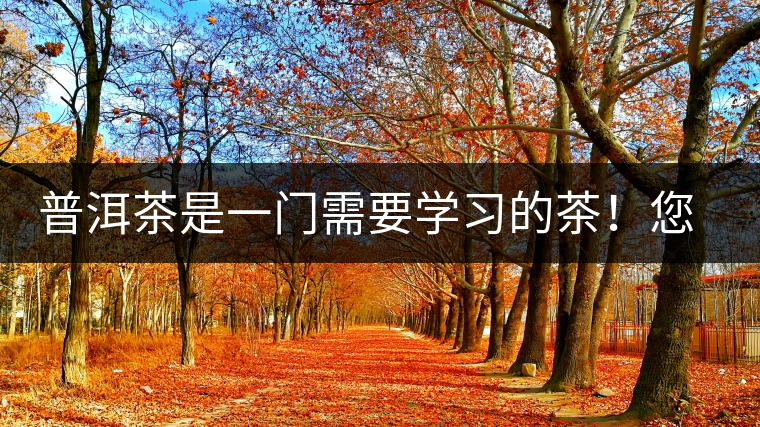 普洱茶是一門需要學習的茶！您學到了多少？看看專家怎么說