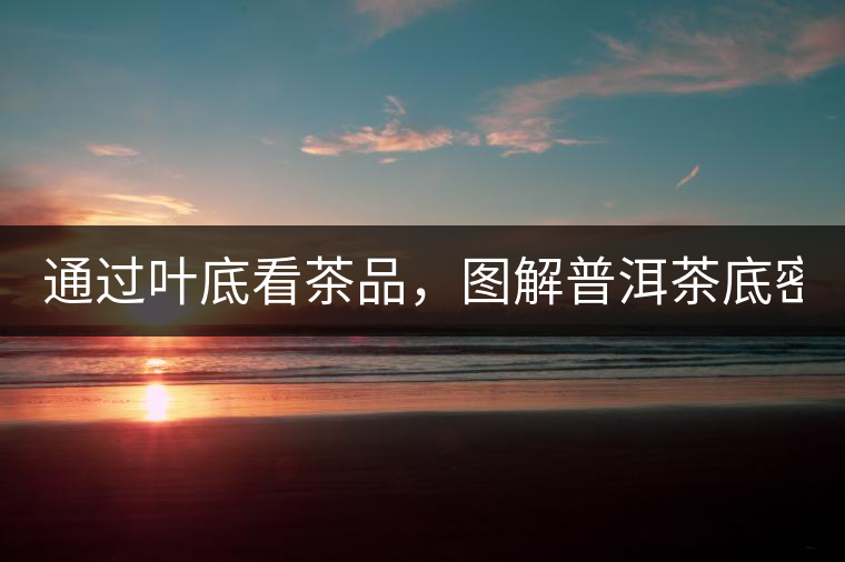 通過葉底看茶品，圖解普洱茶底密碼！