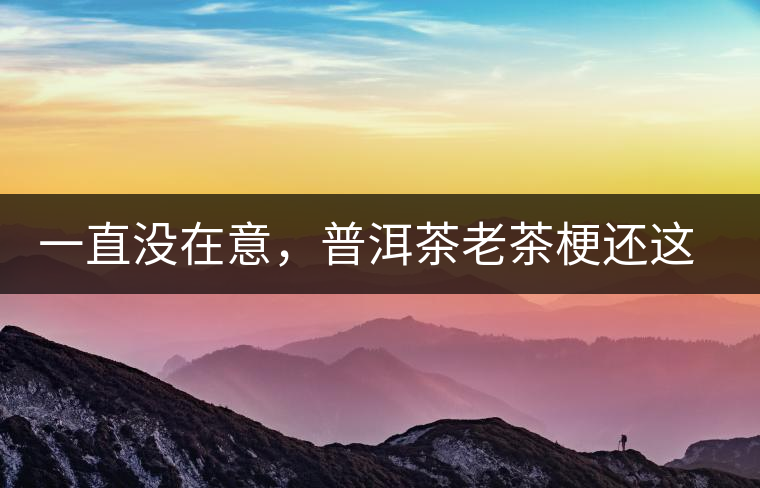 一直沒在意,普洱茶老茶梗還這么好 一直沒在意,普洱茶老茶梗還這么好