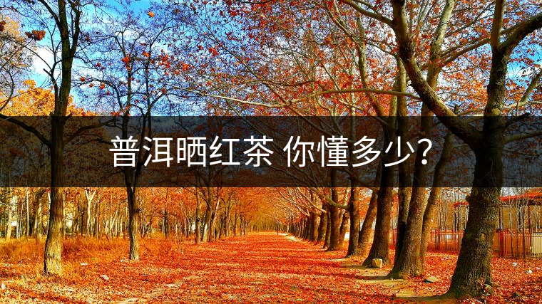 普洱曬紅茶 你懂多少？