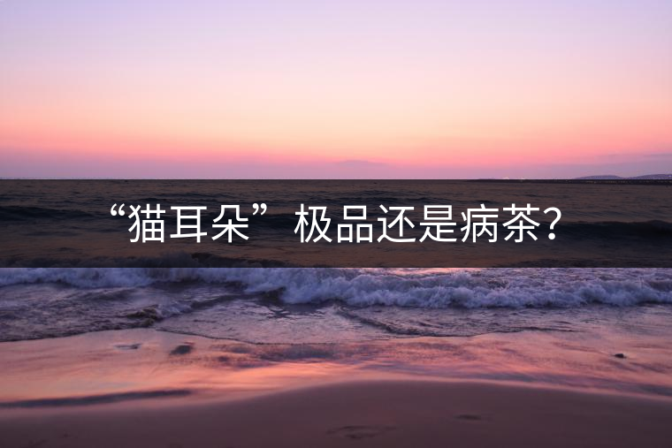“貓耳朵”極品還是病茶？
