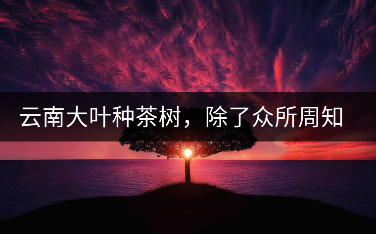 云南大葉種茶樹(shù)，除了眾所周知的“勐庫(kù)種”“勐海種”以外，還有那些品質(zhì)獨(dú)特的品種呢