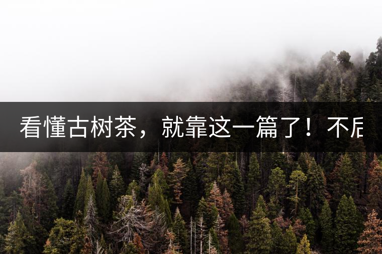 看懂古樹茶，就靠這一篇了！不后悔!