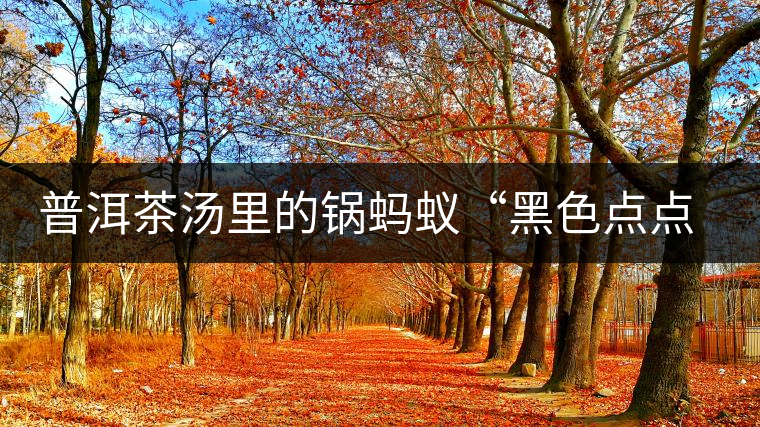 普洱茶湯里的鍋螞蟻“黑色點(diǎn)點(diǎn)”要如何處理，如何預(yù)防？