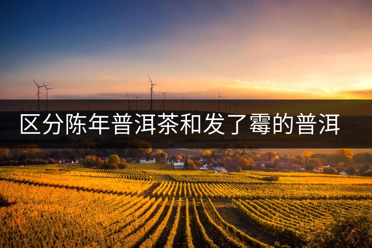 區(qū)分陳年普洱茶和發(fā)了霉的普洱有什么不同？