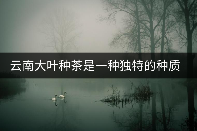 云南大葉種茶是一種獨(dú)特的種質(zhì)資源 云南大葉種茶是一種獨(dú)特的種質(zhì)資源