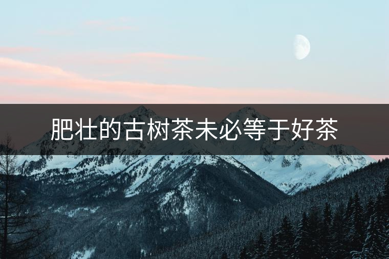 肥壯的古樹茶未必等于好茶 肥壯的古樹茶未必等于好茶
