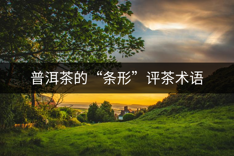 普洱茶的“條形”評茶術(shù)語 普洱茶的“條形”評茶術(shù)語