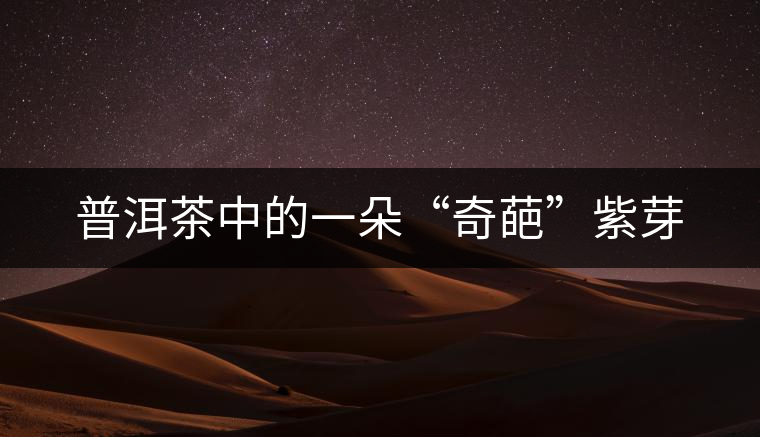 普洱茶中的一朵“奇葩”紫芽 普洱茶中的一朵“奇葩”紫芽