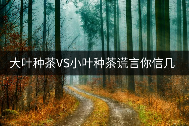 大葉種茶VS小葉種茶謊言你信幾個(gè)？