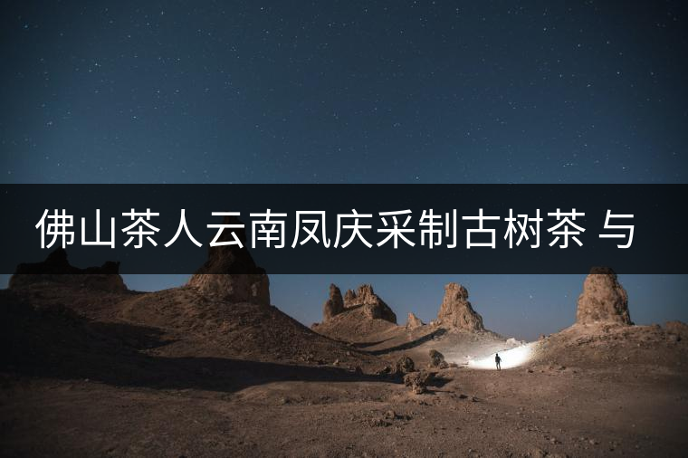 佛山茶人云南鳳慶采制古樹(shù)茶 與天地古人對(duì)話