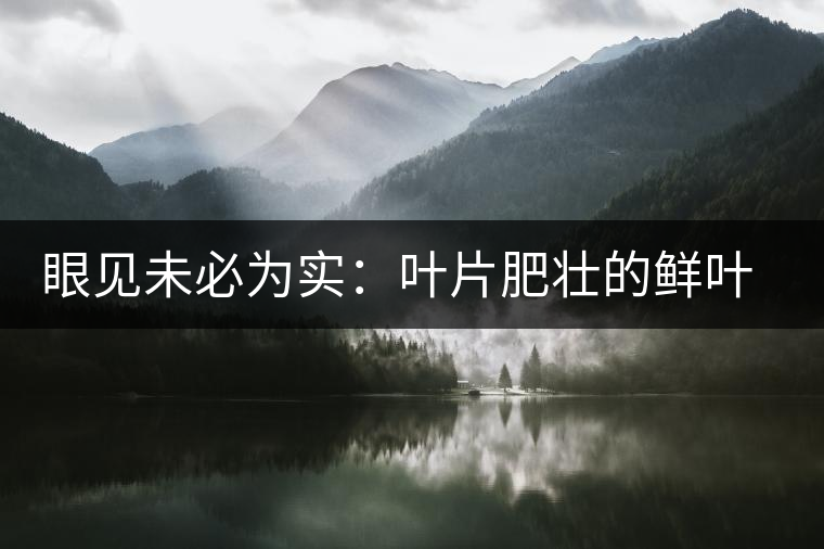眼見未必為實(shí)：葉片肥壯的鮮葉品質(zhì)一定格外優(yōu)異？