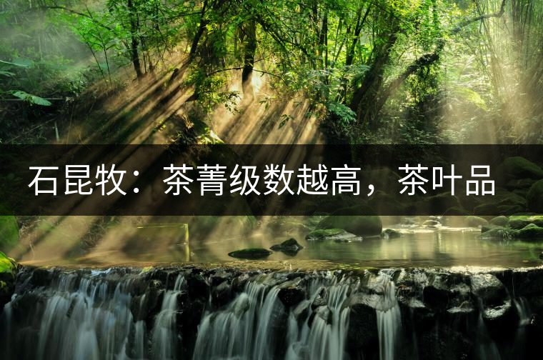 石昆牧：茶菁級(jí)數(shù)越高，茶葉品質(zhì)就越好？