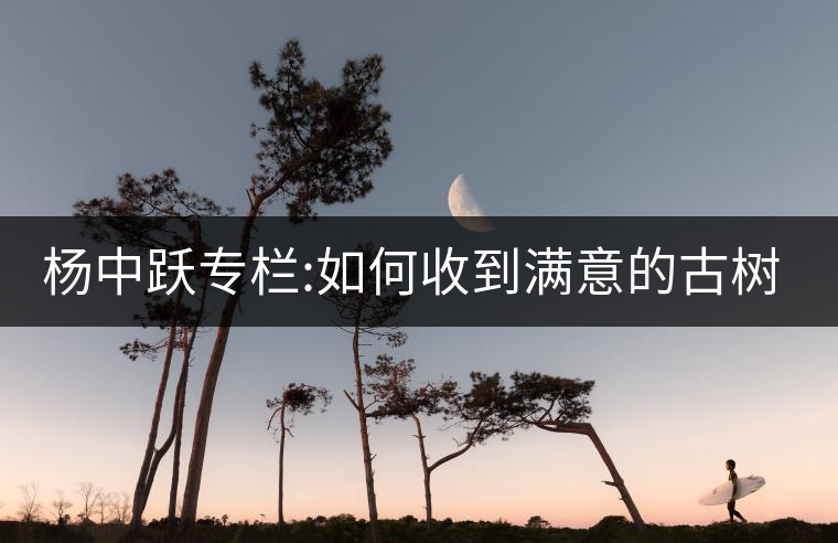 楊中躍專欄:如何收到滿意的古樹(shù)茶 楊中躍專欄:如何收到滿意的古樹(shù)茶