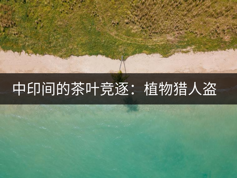 中印間的茶葉競(jìng)逐：植物獵人盜走中國(guó)茶種，改變世界茶葉貿(mào)易版圖