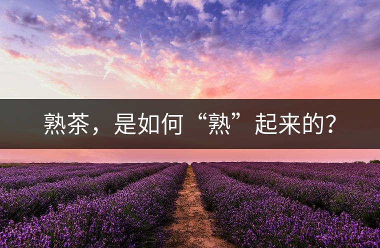 熟茶，是如何“熟”起來的？