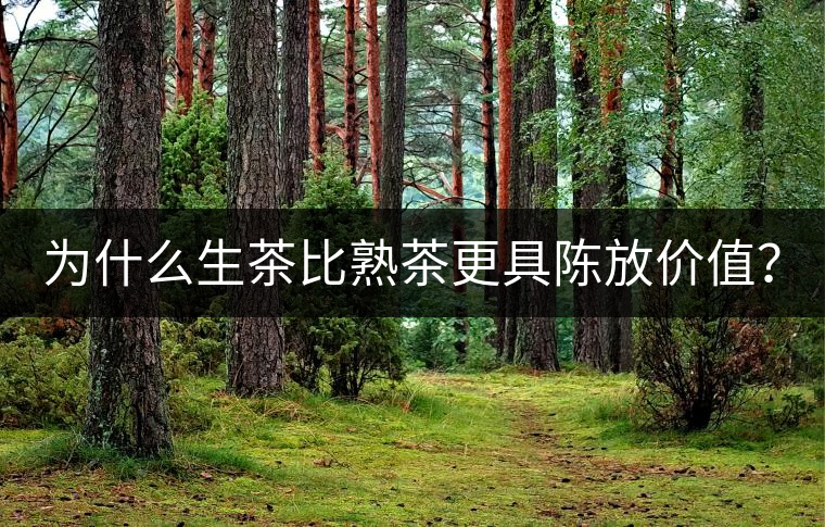 為什么生茶比熟茶更具陳放價值？