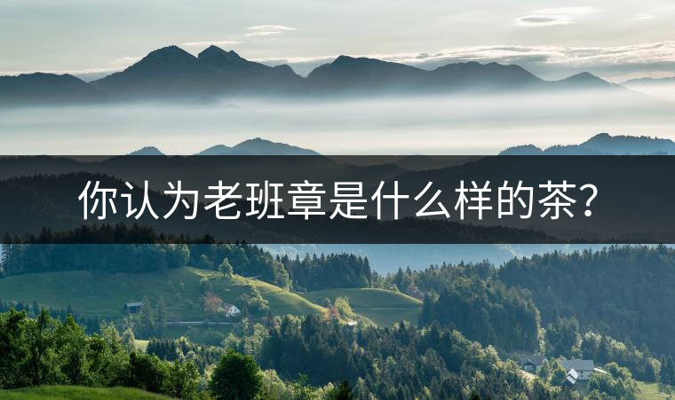 你認為老班章是什么樣的茶？