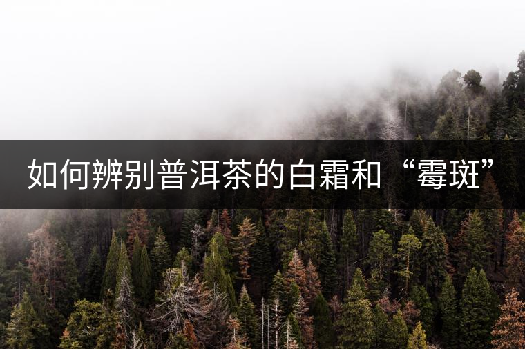 如何辨別普洱茶的白霜和“霉斑”？